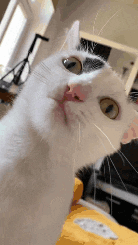 a close up of a white cat 's face looking up at the camera