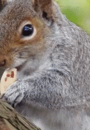 Squirrel Eat GIF - Squirrel Eat GIFs