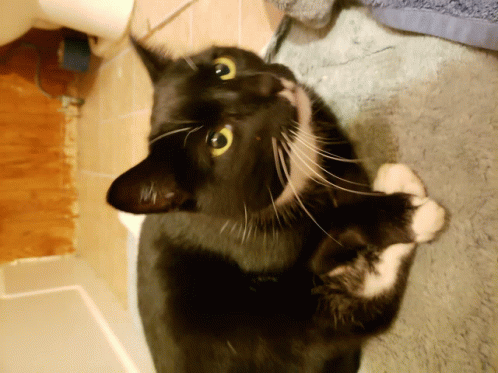 2cat GIF - 2cat GIFs