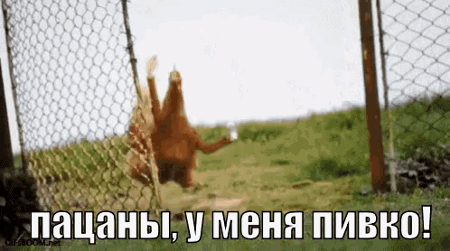 a picture of a chicken behind a chain link fence with a caption in russian ..