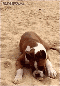 a brown and white dog is laying on its back in the sand