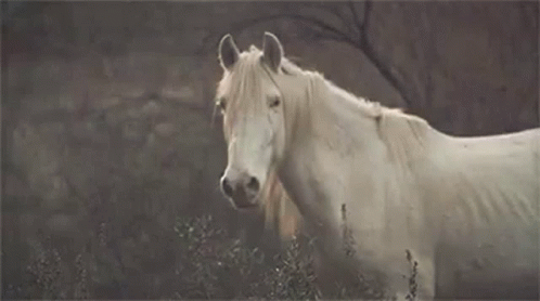 Horse White Horse GIF - Horse White Horse Staring GIFs