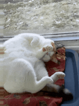 a white cat is laying on its back on a red pillow in front of a window