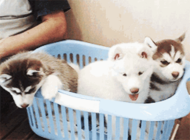 Puppies Laundry GIF - Puppies Laundry Basket GIFs