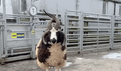 a black and white sheep is standing in front of a fence with a clock on it