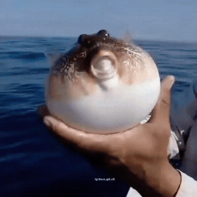 a person holding a puffer fish in their hand
