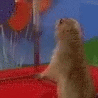 Oh Really Rly GIF - Oh Really Rly Beaver GIFs