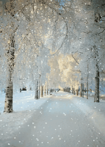 a snowy street with trees covered in snow and snow falling