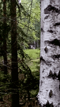 a tree trunk in the middle of a forest with a deer in the background