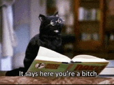 a black cat is reading a book and says it says here you 're a bitch .