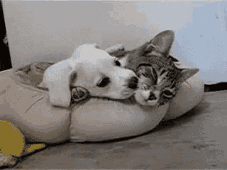 a dog and a cat are laying next to each other on a bed .