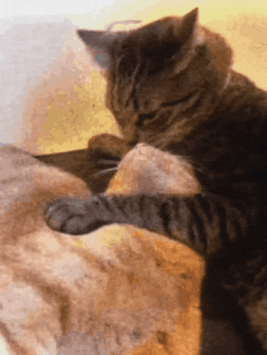 a close up of a cat scratching another cat on a couch