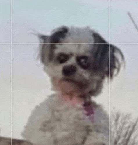 a small white dog with black eyes and a pink collar is standing in front of a blue sky .