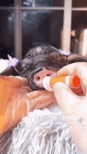 a close up of a person feeding a dog with a bottle .