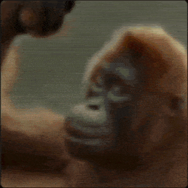 a blurry picture of a monkey with a hood on