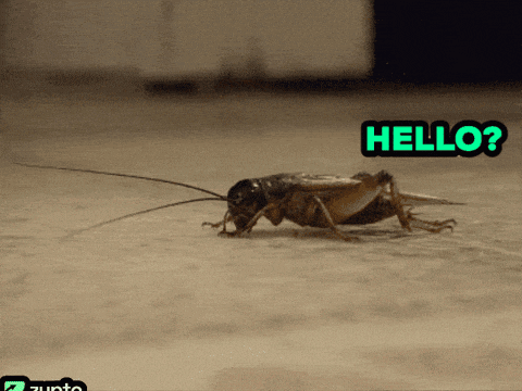 a cockroach is crawling on the ground with the word hello written above it