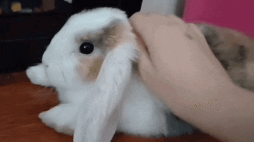 a person is petting a small white rabbit on a wooden table