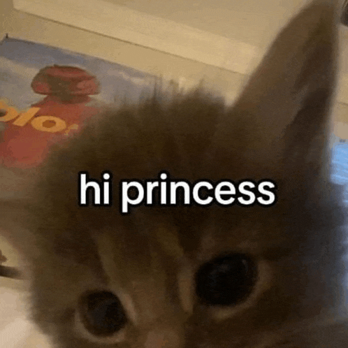 a kitten is looking at the camera with the words hi princess written on it .