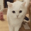 a white cat is standing on a table and looking at the camera .