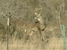 Whitetail Deer Deer GIF