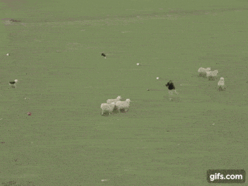 a man is riding a sheep in a field while holding a rope .