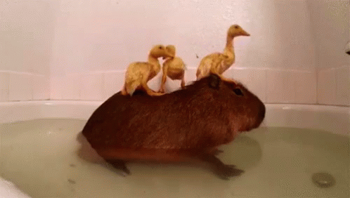 カピバラ　無人島 誰もいない GIF - Ducks Cute Bath GIFs