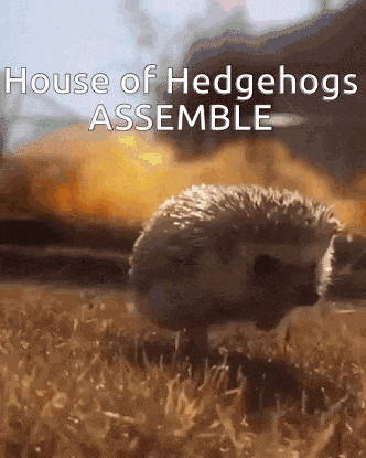 a hedgehog walking in the grass with the words house of hedgehogs assemble