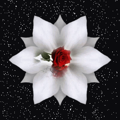 White Flower GIF - White Flower GIFs