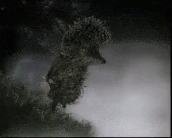 ежик в тумане туман идти GIF - Hedgehog In The Fog Fog Walking GIFs