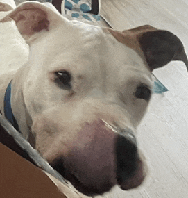 a white dog with a blue collar is laying down