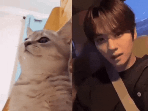 a cat is sitting next to a man in a car and looking at the camera .