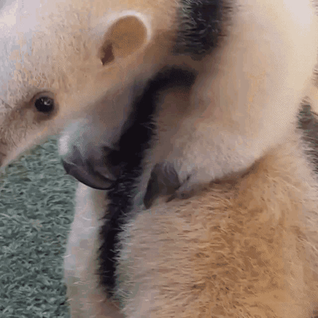 a close up of a furry animal with a black stripe