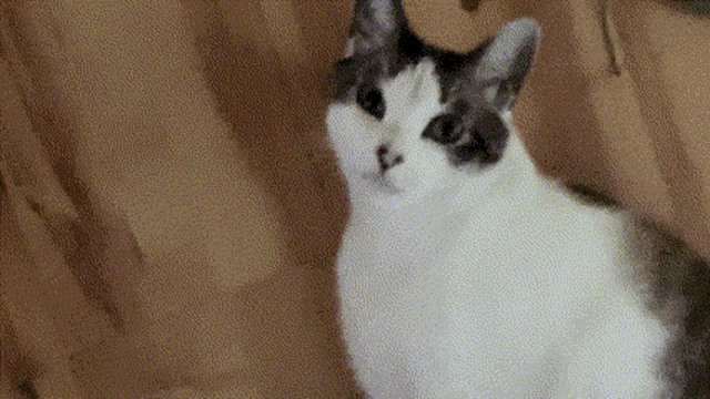 a black and white cat is sitting on a couch