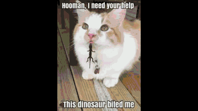 a cat with a lizard in its mouth is standing on a wooden porch .