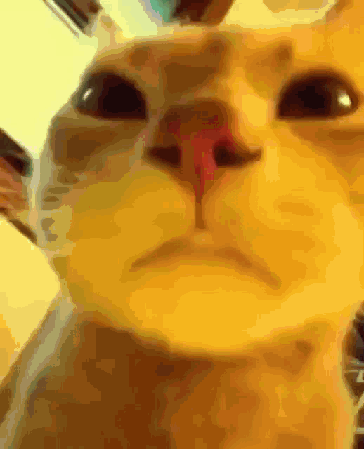 a close up of a cat looking at the camera