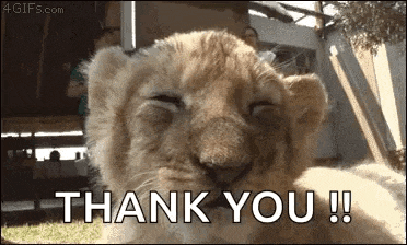 a close up of a lion cub with the words `` thank you ! ''