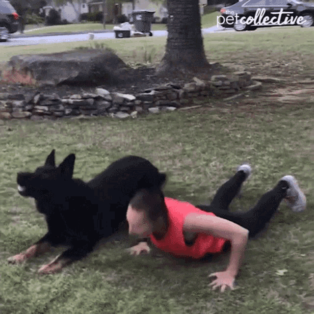 Exercise The Pet Collective GIF - Exercise The Pet Collective Burpees GIFs
