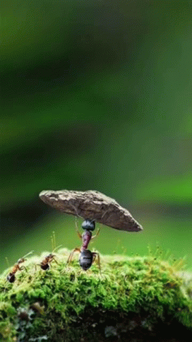 Ant Weightlifter GIF - Ant Weightlifter GIFs
