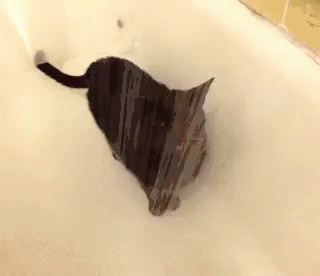 猫咪 冲凉 洗澡 舒服 GIF - Kitten Cat Take Shower GIFs