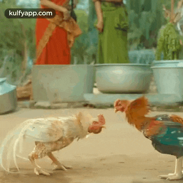 two chickens are standing next to each other on the ground and fighting .
