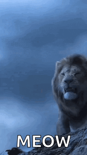 a lion is standing on top of a rocky hill with the word meow written below it .