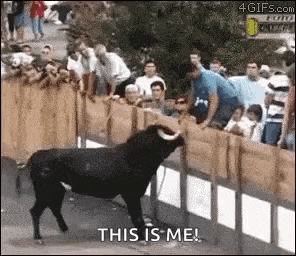 a bull is standing in front of a crowd of people and says this is me