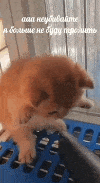 a kitten is playing with a toy in a cage with russian writing .