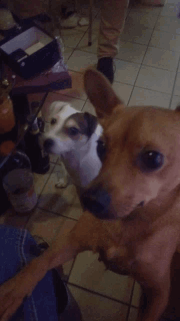 two dogs are standing next to each other on a tiled floor and one is looking at the camera