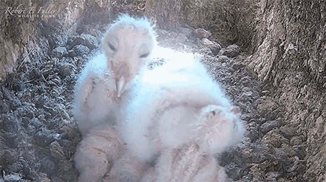 a couple of baby birds are laying in the dirt and the words resort to valley are on the bottom