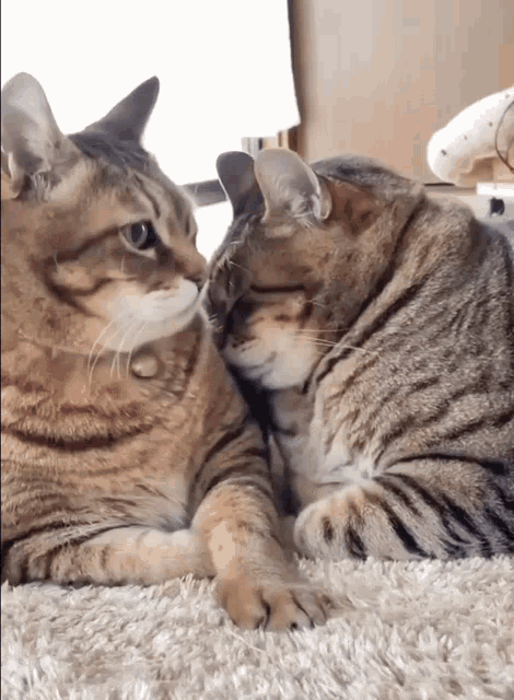 two cats laying next to each other on the floor
