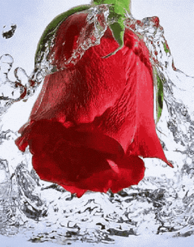 Love Beautiful Rose GIF