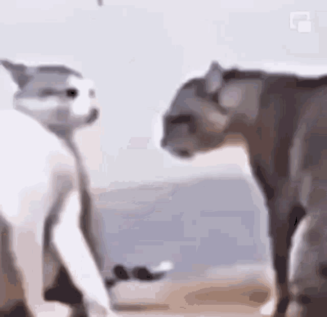 two cats are standing next to each other in a room .