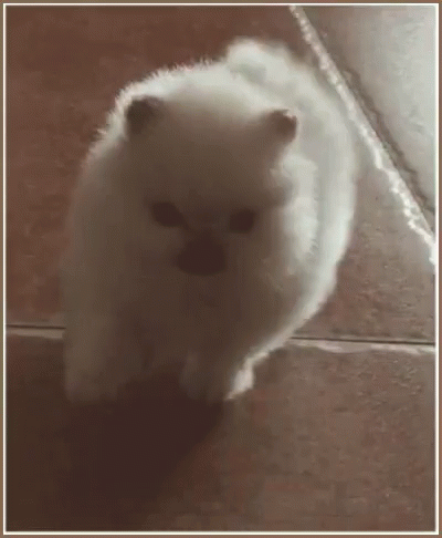 狗狗 博美 可爱 小狗 GIF - Puppy Dog Pomeranian GIFs