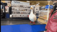 a duck is standing on a counter in a store with a tagworks sign in the background